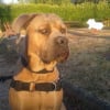 Photo de Spud , Cane Corso