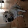Photo de Enki, Staffordshire Bull Terrier