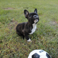 Photo de profil de Guapa