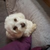 Photo de Chipie