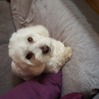 Photo de profil de Chipie