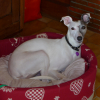 Photo de Diva, Whippet
