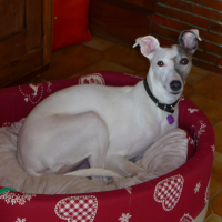 Photo de profil de Diva