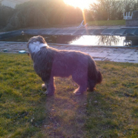 Photo de profil de Sirius