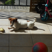 Photo de profil de snoopy (pilou)