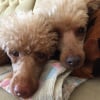 Photo de Indiana , Caniche