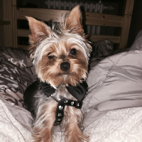 Photo de profil de Mowgli
