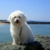 Photo de rexie