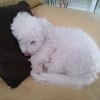 Photo de Irys, Coton de Tuléar