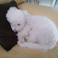 Photo de profil de Irys