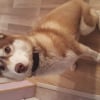 Photo de Laska, Husky Sibérien