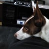 Photo de Bingo