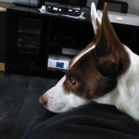 Photo de profil de Bingo