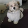 Photo de Mia, Coton de Tuléar