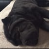Photo de Pumba, Shar-Pei