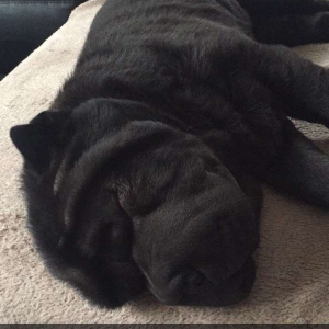 Photo de profil de Pumba