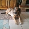 Photo de arko