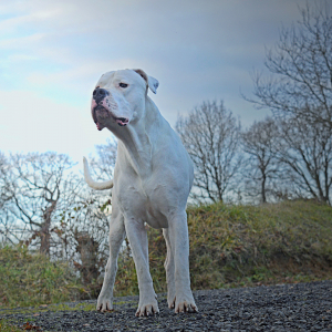 Photo de profil de Loki