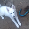 Photo de Maya, Berger Blanc Suisse