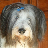 Photo de profil de Winsdale's Jefferson dit T'aimi