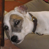 Photo de profil de ROMEO