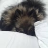 Photo de Léo, Spitz Allemand