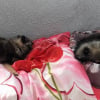 Photo de Zola