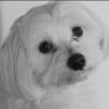 Photo de isie, Bichon Bolonais