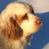 Photo de ELBE, Clumber-Spaniel