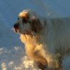 Photo de EDEN, Clumber-Spaniel