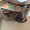 Photo de Carbone, Cane Corso
