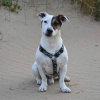 Photo de Gudull, Jack Russell Terrier