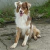 Photo de LAIKA