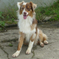 Photo de profil de LAIKA