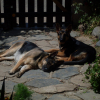 Photo de dixie