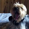 Photo de James, Yorkshire Terrier