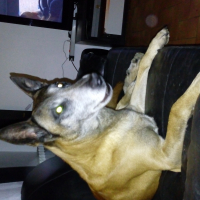 Photo de profil de dexter