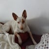 Photo de PIRATA