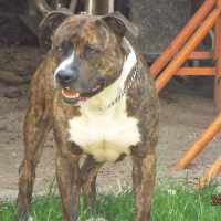 Photo de profil de Goliath