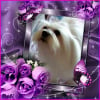 Photo de Mylo, Bichon Havanais