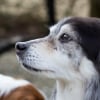 Photo de Theo, Berger des Shetland