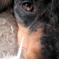 Photo de profil de Junior