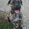 Photo de Loris, Cane Corso