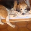 Photo de vanille