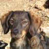 Photo de tina, Teckel