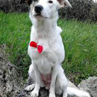 Photo de profil de Yoko