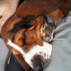 Photo de Marius , Basset Hound