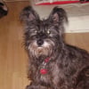 Photo de Winny, Cairn Terrier