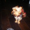 Photo de Droopy