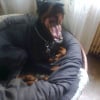 Photo de capone
